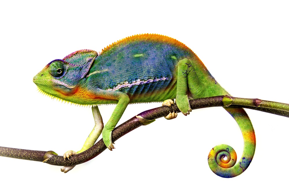Credits Shutterstock  Kuttelvaserova Stuchelova