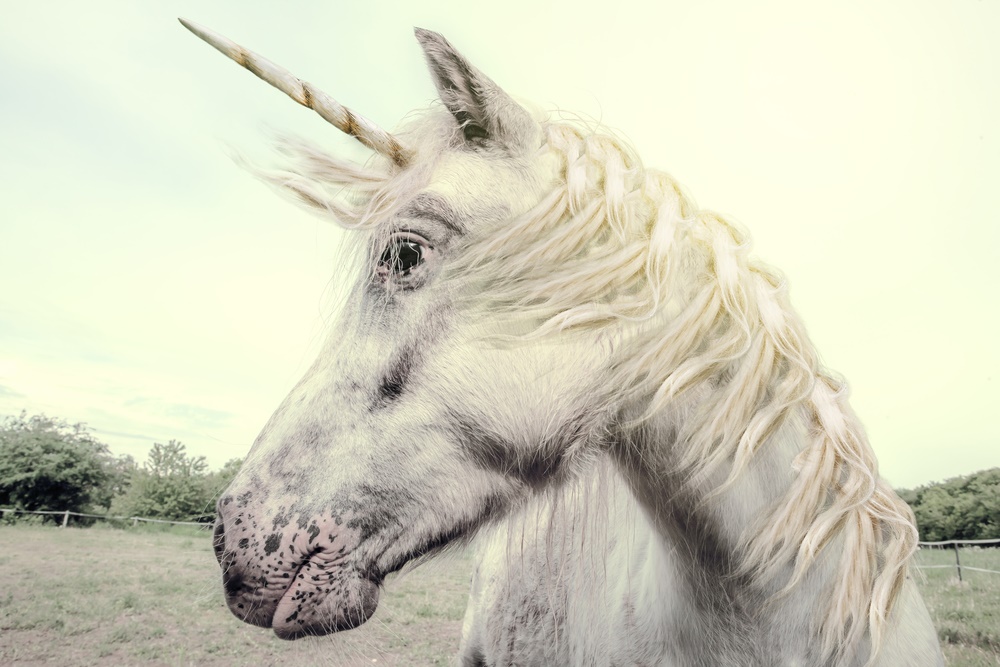 Lucres et reculs unicorns licornes credits shutterstock marbenzzu